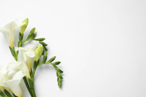 istock Beautiful freesia flowers on white background, top view 1351041745