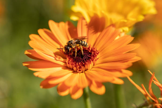 Calendula with bee stock photo
