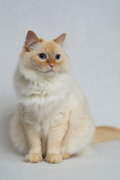 istock The white-red cat sits on a light gray background. 1351041974