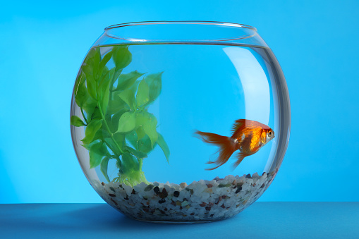 Beautiful goldfish in round aquarium with decorative plant and pebbles on blue background