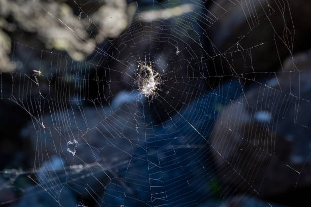 istock Spider web in the dark. Bright spider web with a spider cross in the center on a dark natural background. 1351043207