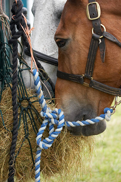 brown horse eating hay from net - horse net hay bildbanksfoton och bilder