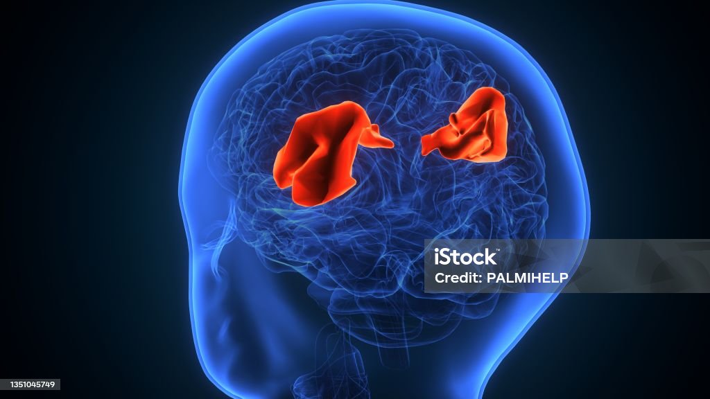 Temporal Gyrus Function Brain Middle Temporal Gyrus Anatomy3d Illustration Stock Photo ...