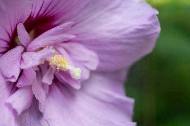A close-up macro photograph of a pink Rose of Sharon flower