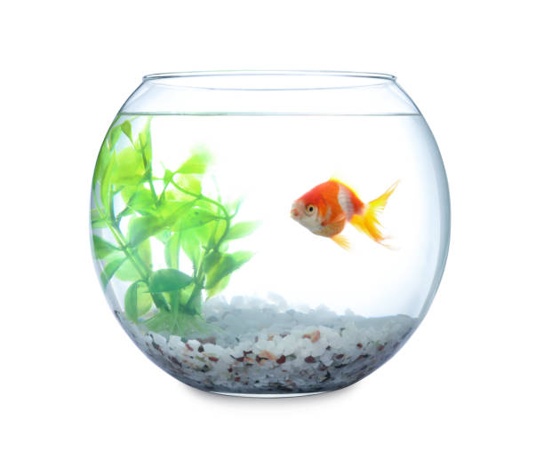 beautiful bright small goldfish in round glass aquarium isolated on white - vissenkom fotos stockfoto's en -beelden