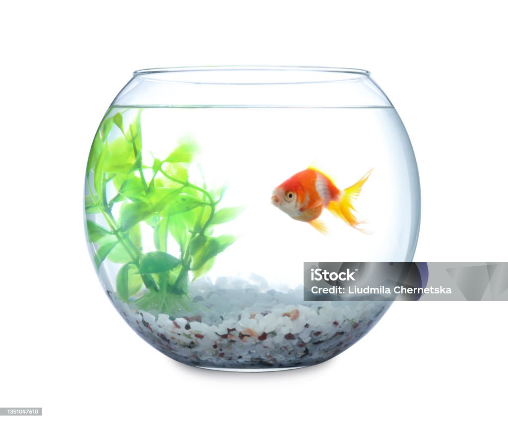 Beautiful bright small goldfish in round glass aquarium isolated on white Fishbowl Stock Photo
