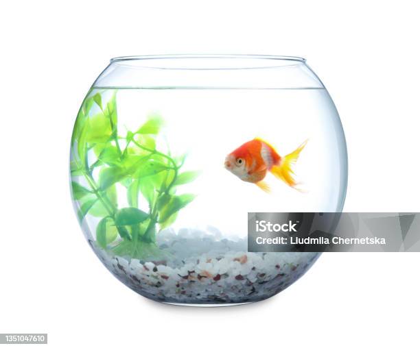 Beautiful Bright Small Goldfish In Round Glass Aquarium Isolated On White Stock Photo - Download Image Now