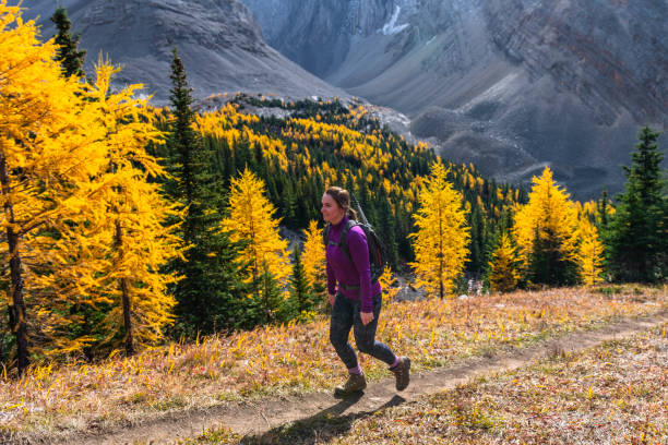 istock Female hiker follows trail through autumnal forest 1351048585
