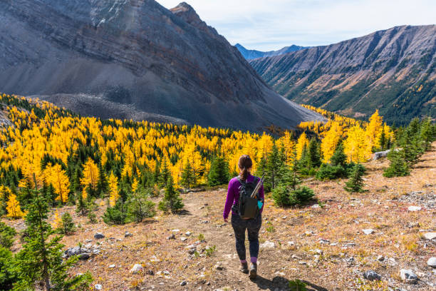 istock Female hiker follows trail through autumnal forest 1351048598