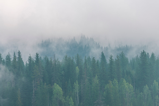 Forest area in the Canadian Rockies