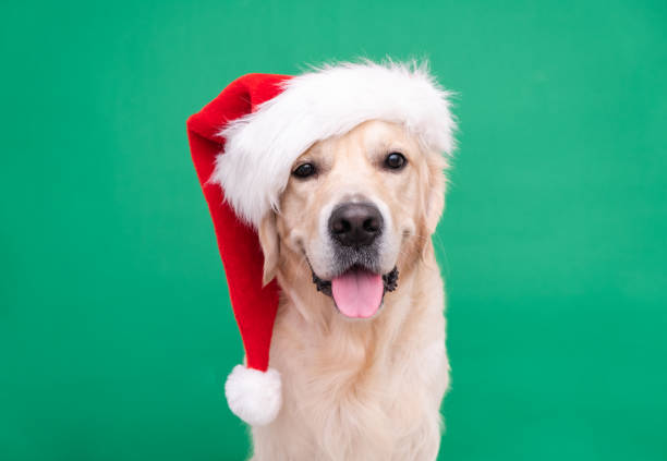 サンタクロースの帽子のゴールデンレトリバーは緑の背景に座っています。テキストのための場所を持つ犬とクリスマスカード