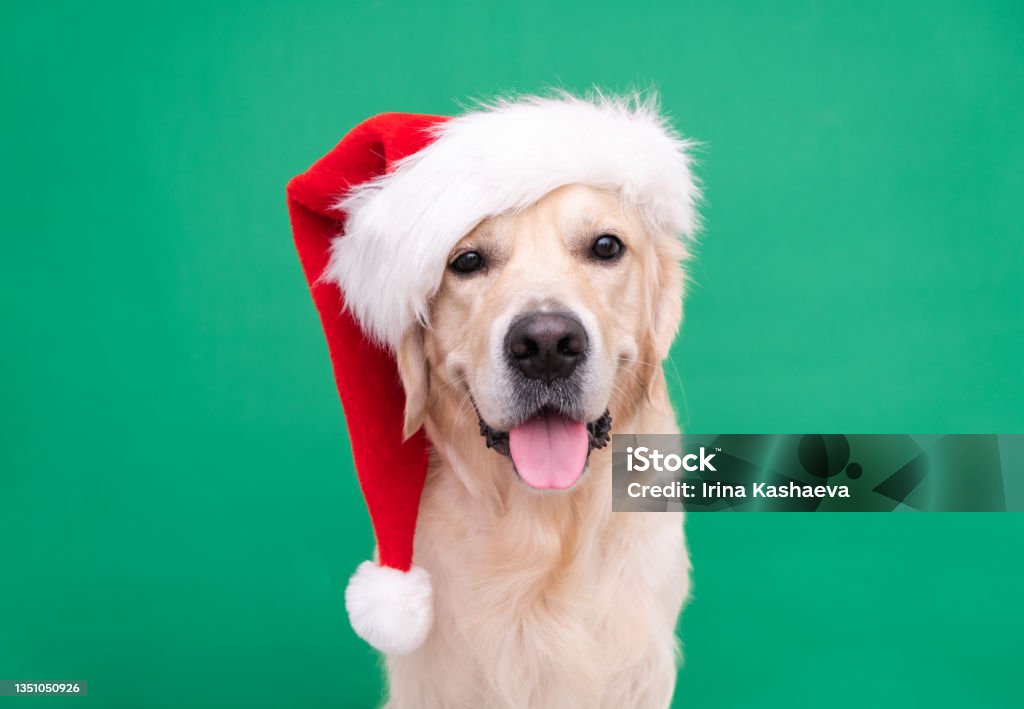 Golden Retriever in Santa Claus hat sits on a green background. Christmas card with dog with place for text Christmas Stock Photo