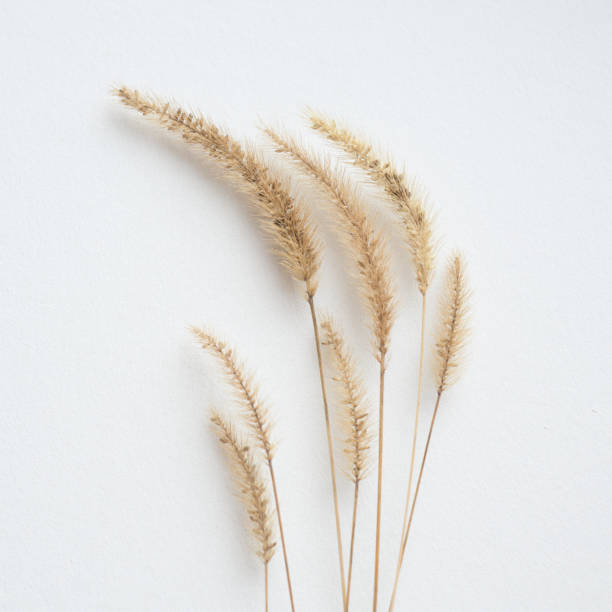 istock Botanical floral composition with herbs on white textured table 1351051378