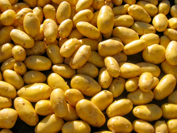 istock Pile of fresh clean potatoes 1351051523