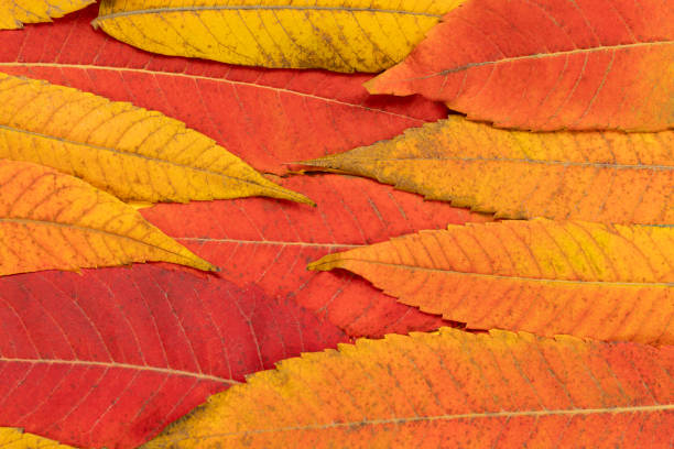 istock Autumn creative composition with colorful leaves. Fall leaves 1351052431