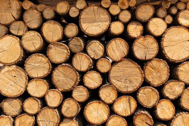 istock Piles of wood 1351052911