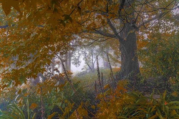 mistyczny tajemniczy ogród pulsuje mgłą - abstract creativity autumn backdrop zdjęcia i obrazy z banku zdjęć