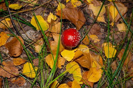 Toadstool found on autumn foraging trip in Sussex, England woodland