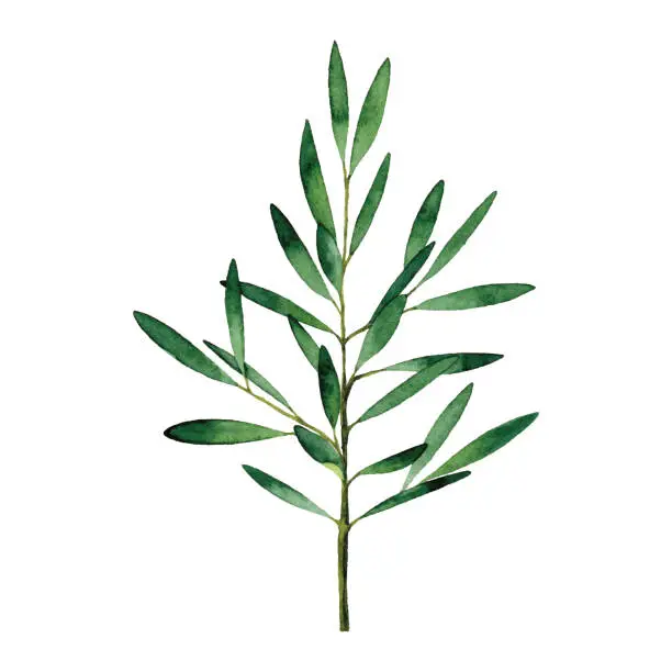 Vector illustration of Watercolor olive branch