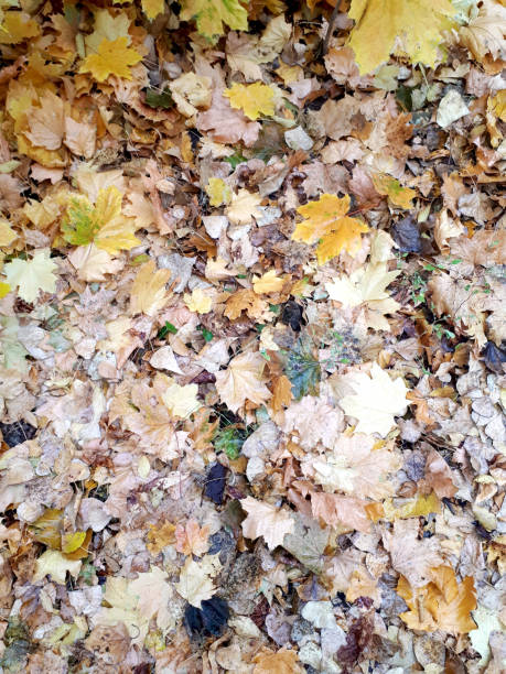 istock Fallen autumn foliage with a withered mood. Maple leaves. Background for design and web. 1351053951