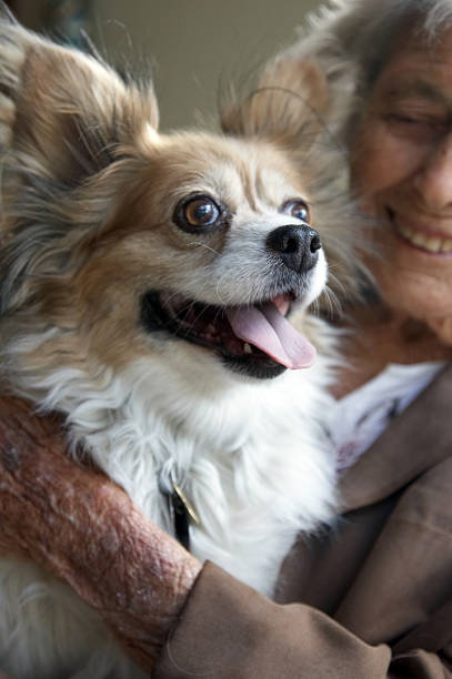 istock Papillon dog with owner 135105640