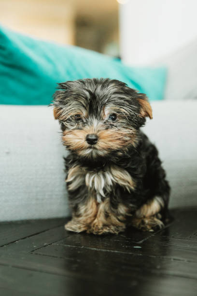 istock A tiny teacup yorkie puppy dog sitting on a side end table 1351057913