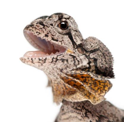 Close-up of Frill-necked lizard also known as the frilled lizard, Chlamydosaurus kingii, in front of white background