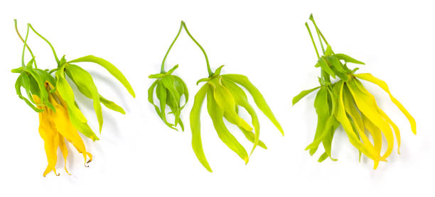 istock ylang ylang flower isolated on white background 1351059487