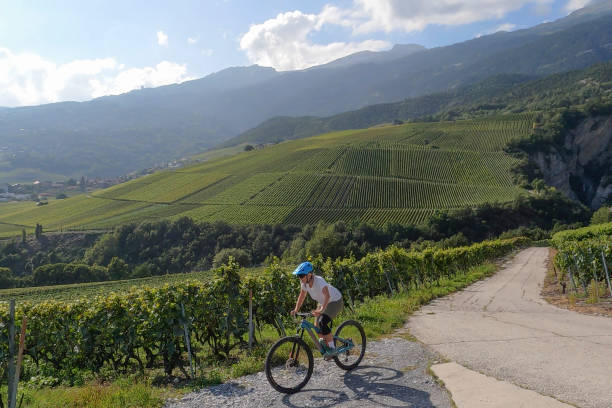 istock Female mountain biker climbs road past lush vineyard 1351060249
