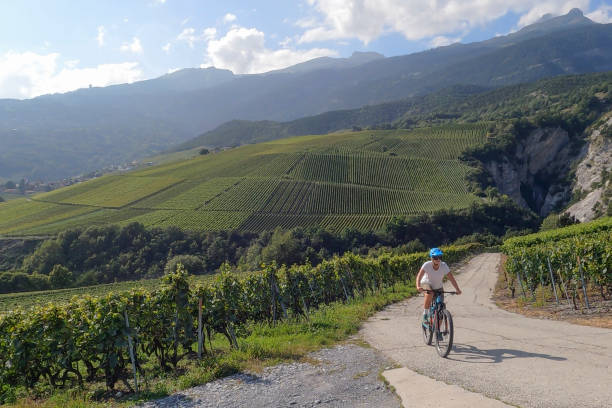 istock Female mountain biker climbs road past lush vineyard 1351060254