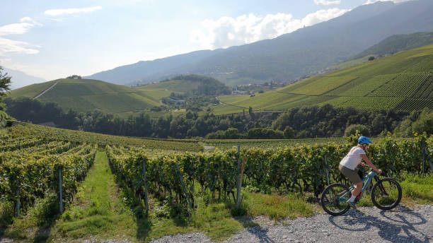 istock Female mountain biker follows road past vineyard 1351060257