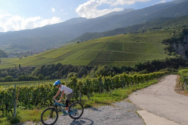 istock Female mountain biker climbs road past lush vineyard 1351060258
