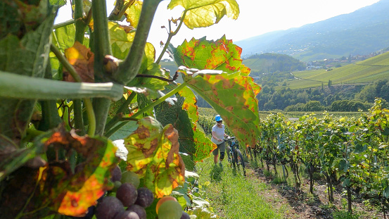 Lush vineyard growing in valley below the European Alps