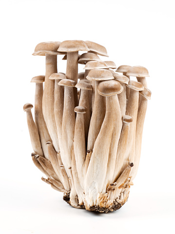 Mushroom on White Background