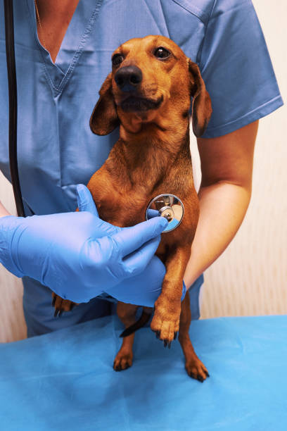 istock Dog at the veterinary clinic 1351061685