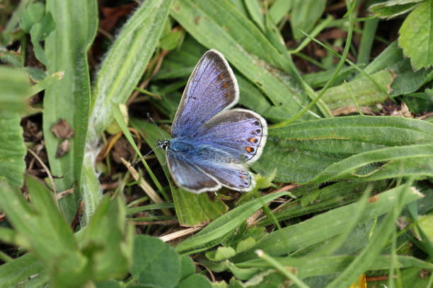 istock Common blue female butterfly in close up 1351063285