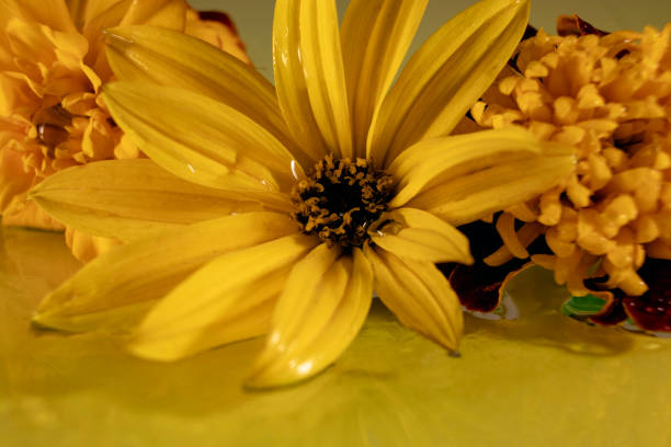 A daisy flower head within a group of dandelions