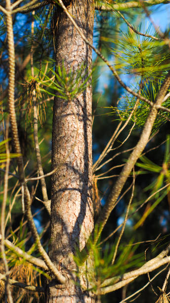 istock Forest of the Landes de Gascogne 1351065894