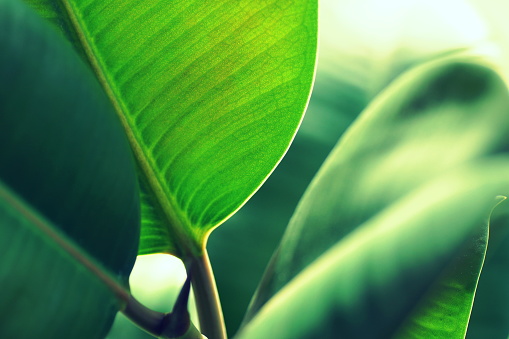 Close up of lush green leaves of a indian rubber tree (ficus elastica).