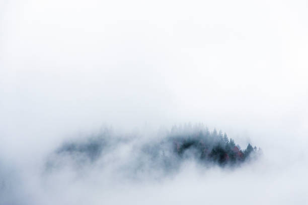 Minimal composition of a forest landscape trough the clouds and mist on na cold autumn day.
