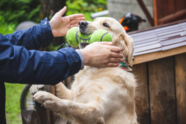 istock Golden retriever dog playing with a toy 1351068537