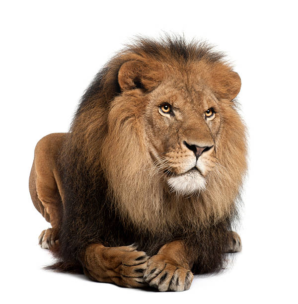 istock Lion, Panthera leo, 8 years old, lying 135106922