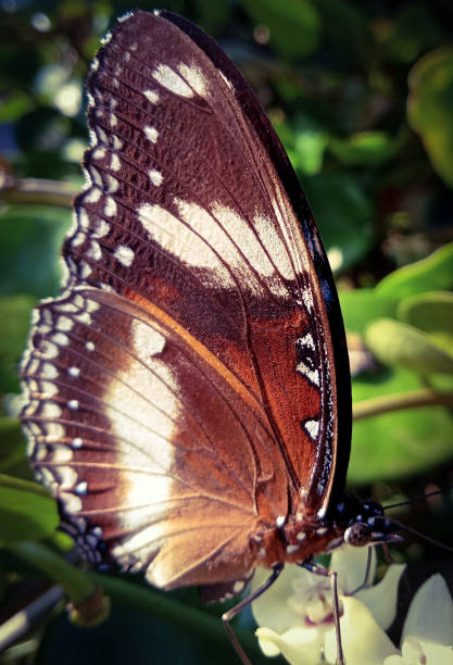 istock a butterfly perched on a flower looking for food 1351070501