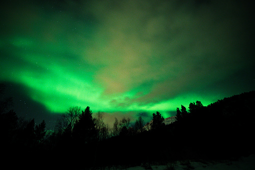 Northern landscape. Winter background with green Aurora Borealis. Black tree silhouettes in foreground