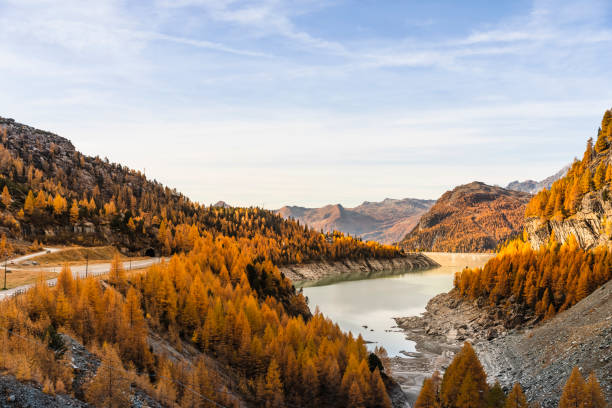 Autumn valley forest with orange conifers