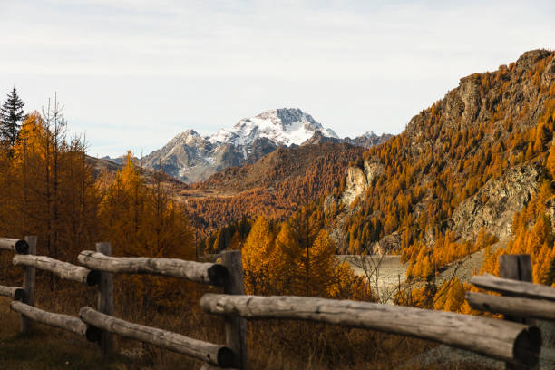 黄色のカラマツの木と木製のフェンスと秋のパノラマ - country road fence road dolomites ストックフォトと画像