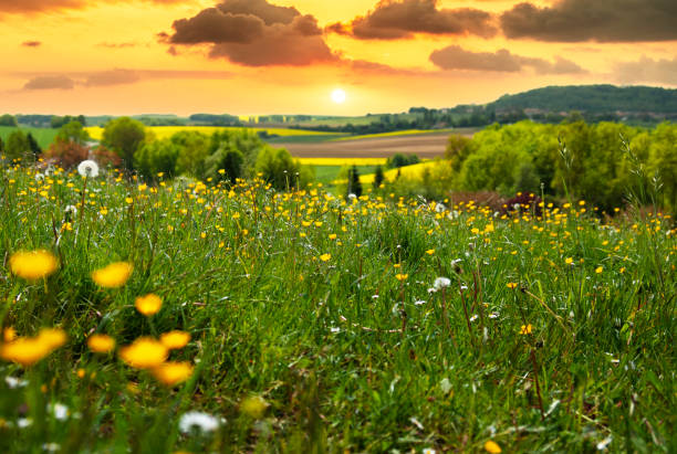 Wild meadow on summers day - stock photo