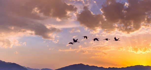 istock Migrating flock of cranes above mountains 1351072860