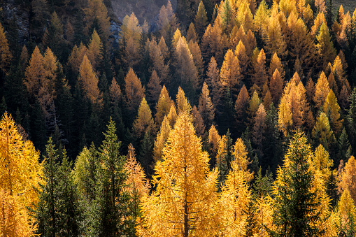 Scenic larches forest mountain landscape in sunny  morning outdoor