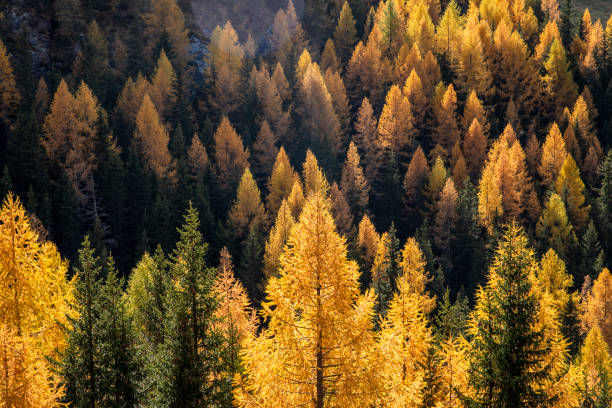 Scenic larches forest mountain landscape in sunny  morning outdoor Larches forest mountain landscape in sunny  morning outdoor larch tree stock pictures, royalty-free photos & images